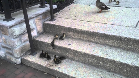 Ducklings vs. Stairs
